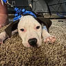 Ghostface is registered to the contest to win money with this photo: puppy, dog, white_dog, brown_patches, lying_down, carpet, indoor, harness, leash, blue_accessory, floppy_ears, black_nose, dark_eyes, paws, pet, portrait, close_up, floor, home, cute