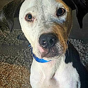 Ghostface joined the competition — help win amazing prizes! puppy, dog, canine, white_fur, black_fur, blue_collar, wide_eyes, closeup, portrait, indoor, carpet, home, pet, animal, sitting, short_hair, nose, whiskers, black_and_white, adorable