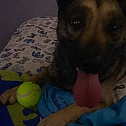 Kai is registered to the contest to win money with this photo: dog, pet, animal, tongue, playing, tennis_ball, toy, bed, blanket, bedroom, indoors, sitting, portrait, dark, low_light, grainy, ears, paws, brindle, cute