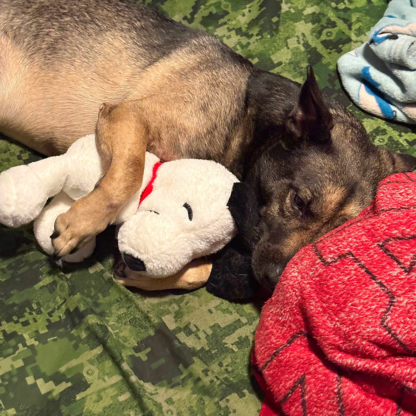 Kai joined the competition — help win amazing prizes! dog, puppy, sleeping, lying_down, bed, blanket, stuffed_animal, toy, cuddling, pet, brown_fur, black_fur, floppy_ear, indoor, bedroom, cozy, relaxed, camouflage, red_blanket, portrait
