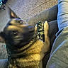 Kai is registered to the contest to win money with this photo: dog, german_shepherd, pet, animal, black_and_tan, sitting, couch, living_room, carpet, person, legs, toy, indoor, portrait, close_up, blurry, curious, playful, companion, home