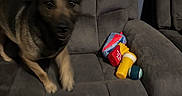 Kai is registered to the contest to win money with this photo: dog, puppy, german_shepherd, canine, pet, animal, sitting, indoors, recliner, chair, furniture, toy, dog_toy, colorful, brown, black, ears, paws, living_room, portrait