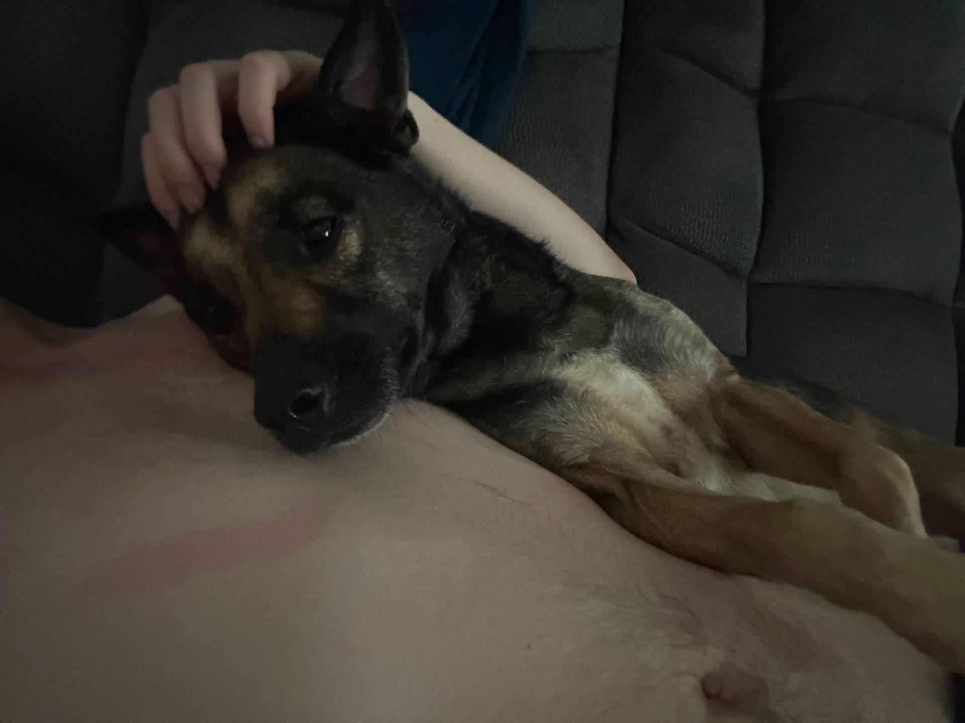 Kai is registered to the contest to win money with this photo: animal, black, brown, canine, couch, cozy, dog, hand, indoor, lap, lying_down, person, pet, petting, pointed_ears, puppy, relaxed, short_hair, sleeping, sofa