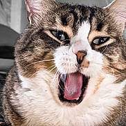 Shelby participe au concours pour gagner de l'argent avec cette photo : animal, cat, close_up, cute, domestic, ears, expressive, face, feline, fur, indoor, mammal, mouth, nose, pet, portrait, tabby, tongue, whiskers, yawning