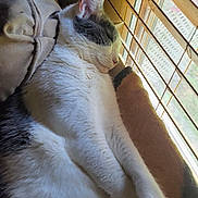 Wallow is registered to the contest to win money with this photo: animal, blinds, cat, comfort, cozy, cute, domestic, feline, fur, gray, home, indoor, paw, pet, relaxation, resting, sleeping, sunlight, white, window