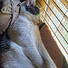 animal, blinds, cat, comfort, cozy, cute, domestic, feline, fur, gray, home, indoor, paw, pet, relaxation, resting, sleeping, sunlight, white, window