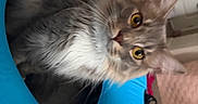 Bonbon is registered to the contest to win money with this photo: blue, carpet, cat, closeup, cozy, curious, domestic_cat, feline, furniture, gray_cat, household, indoor, inflatable_tube, looking, pet, room, sitting, soft_fur, whiskers, yellow_eyes