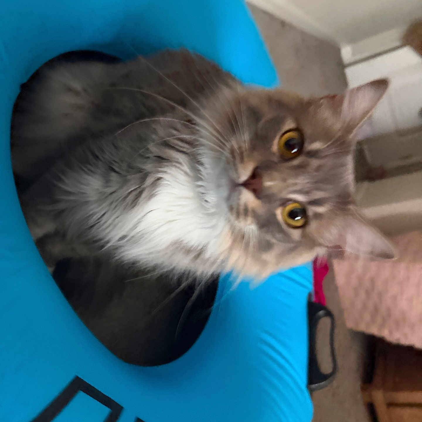 Bonbon