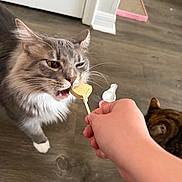 Bonbon joined the competition — help win amazing prizes! animal, brown_cat, cat, cat_treat, close_up, domestic_cat, feline, floor, gray_cat, hand, household, indoor, licking, pet, pet_care, scratching_post, tabby_cat, toy, white_paw, wood_floor