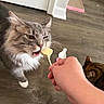 animal, brown_cat, cat, cat_treat, close_up, domestic_cat, feline, floor, gray_cat, hand, household, indoor, licking, pet, pet_care, scratching_post, tabby_cat, toy, white_paw, wood_floor