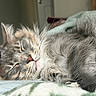 Bonbon joined the competition — help win amazing prizes! animal, cat, closeup, cozy, cute, domestic_cat, feline, fluffy, fur, gray_tabby, hand, indoor, nap, peaceful, pet, relaxed, resting, sleeping, soft, whiskers