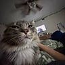 Bonbon joined the competition — help win amazing prizes! animal, bed, blanket, blurred_background, cat, ceiling_fan, close_up, domestic_cat, ear, eye, face, fur, furniture, indoor, living_room, nose, person_arm, pet, television, whiskers