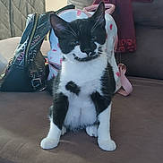 Moo Moo joined the competition — help win amazing prizes! animal, backpack, bag, black_and_white, cat, couch, cozy, domestic, ears, fabric, feline, fur, household, indoor, paws, pet, relaxed, seat, sitting, whiskers