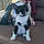Moo Moo
