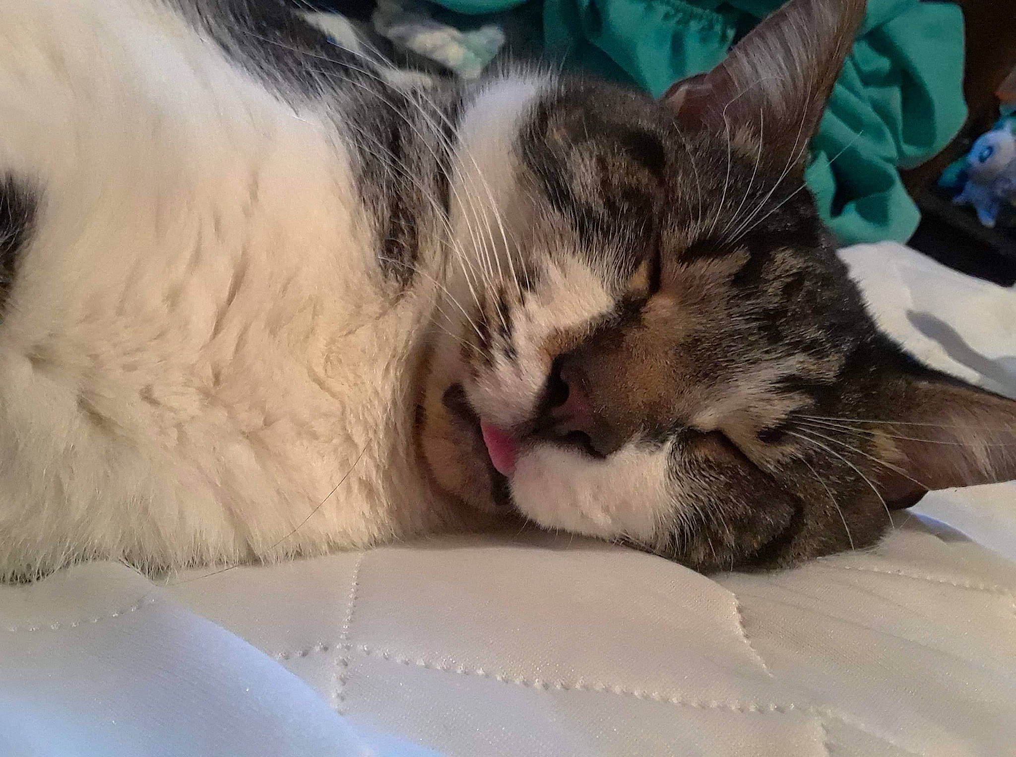 Eros joined the competition — help win amazing prizes! bed, bedding, carnivore, cat, claw, close_up, comfort, domestic_short_haired_cat, felidae, fur, linens, nap, paw, sleep, small_to_medium_sized_cats, snout, tail, textile, whiskers, wildlife