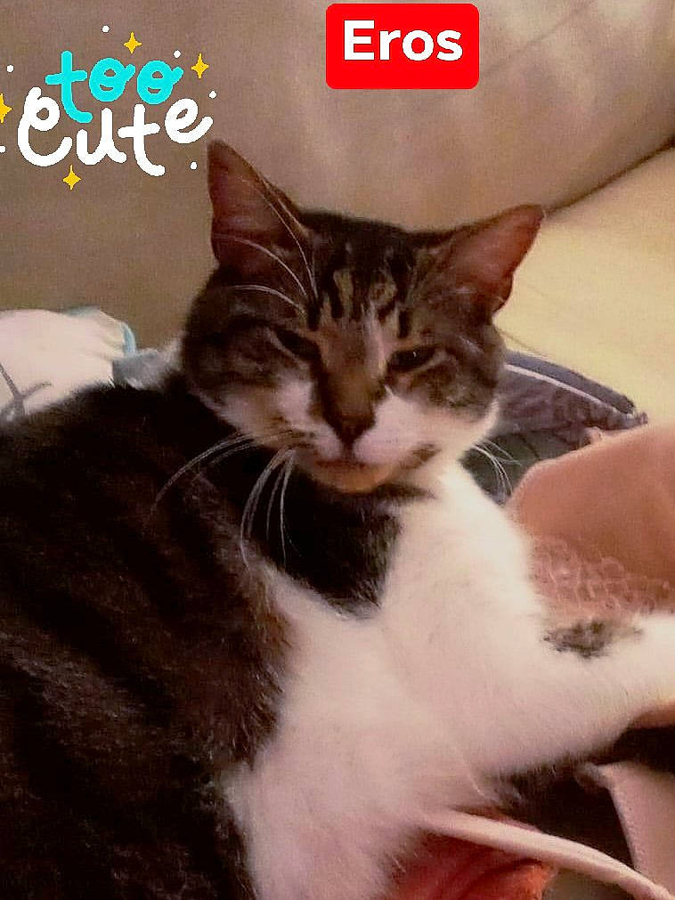 Eros is registered to the contest to win money with this photo: art, carnivore, cat, domestic_short_haired_cat, electronic_device, felidae, font, fur, internet_meme, logo, paw, photo_caption, publication, small_to_medium_sized_cats, whiskers