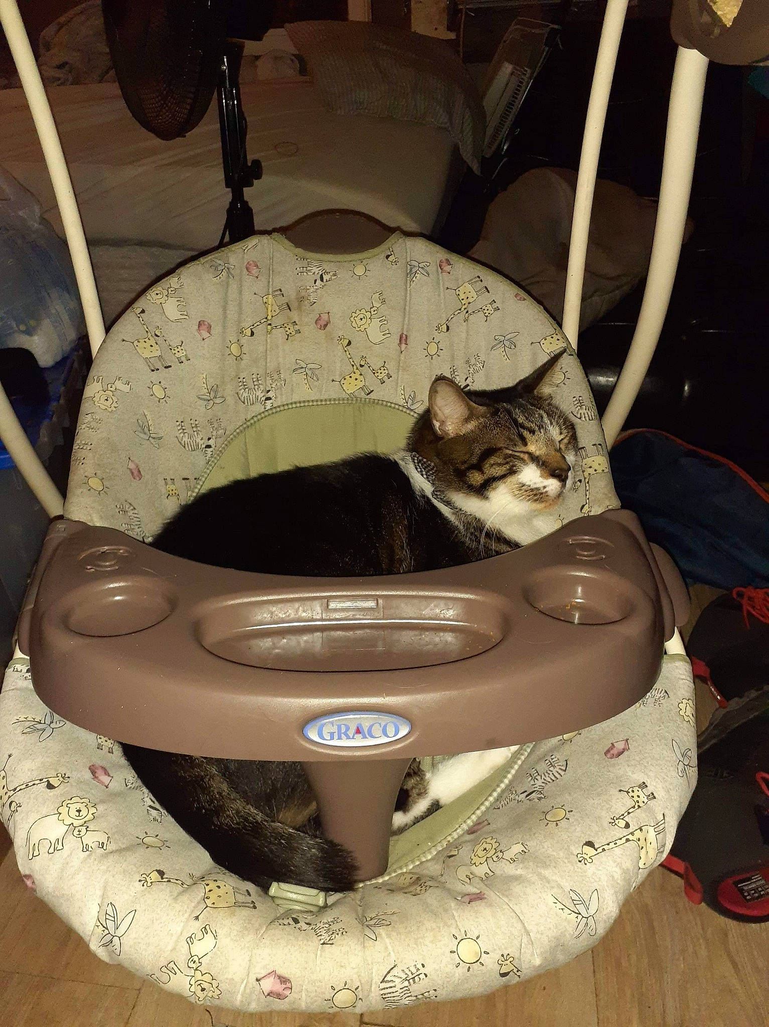 Eros is registered to the contest to win money with this photo: audio_equipment, auto_part, automotive_tire, automotive_wheel_system, bumper, cat, cat_bed, chair, comfort, domestic_short_haired_cat, felidae, pet_supply, plumbing_fixture, rim, serpent, small_to_medium_sized_cats, tail, toilet, vertebrate, whiskers