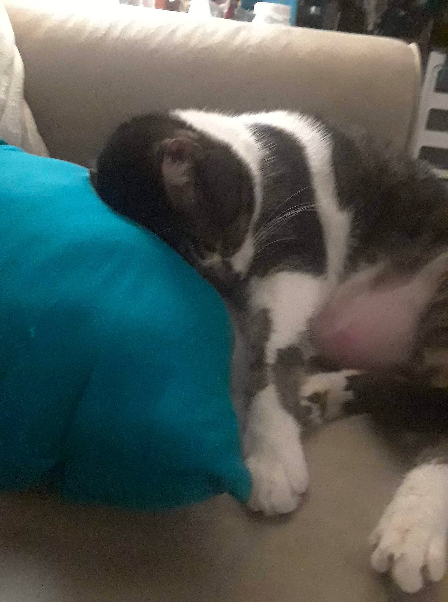 Eros is registered to the contest to win money with this photo: canidae, carnivore, cat, comfort, companion_dog, dog_breed, domestic_short_haired_cat, felidae, flooring, fur, linens, mammal, nap, paw, small_to_medium_sized_cats, sporting_group, tail, terrestrial_animal, vertebrate, whiskers