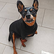 Pookie a rejoint le concours — aidez-le/la à gagner de superbes lots ! alert, animal, black_and_tan, canine, companion, cute, dog, domestic_animal, ears_up, floor_tiles, friendly, household, indoor, looking_up, paw, pet, sitting, small_dog, tile_floor, tongue_out