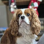 dog, cavalier_king_charles_spaniel, pet, animal, indoor, portrait, curly_ears, brown_and_white, furry, cute, companion, stockings, christmas, holiday, fireplace, decor, cozy, close_up, fur, domestic_animal