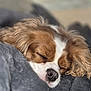 dog, sleeping, close_up, brown_and_white, fur, blanket, cozy, resting, pet, canine, nose, ears, indoors, soft_texture, relaxation, animal, comfort, peaceful, portrait, cute