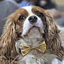 dog, cavalier_king_charles_spaniel, pet, bow_tie, portrait, close_up, fluffy, brown_and_white, cute, indoor, fur, ears, animal, companion, adorable, looking_up, soft_focus, domestic_animal, mammal, cute_pet