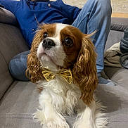 Thalya participe au concours pour gagner de l'argent avec cette photo : dog, bow_tie, cavalier_king_charles_spaniel, pet, indoor, couch, man, glasses, casual_clothing, relaxing, fur, white, brown, portrait, person, seated, looking_away, furniture, home, cozy