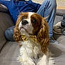 dog, bow_tie, cavalier_king_charles_spaniel, pet, indoor, couch, man, glasses, casual_clothing, relaxing, fur, white, brown, portrait, person, seated, looking_away, furniture, home, cozy