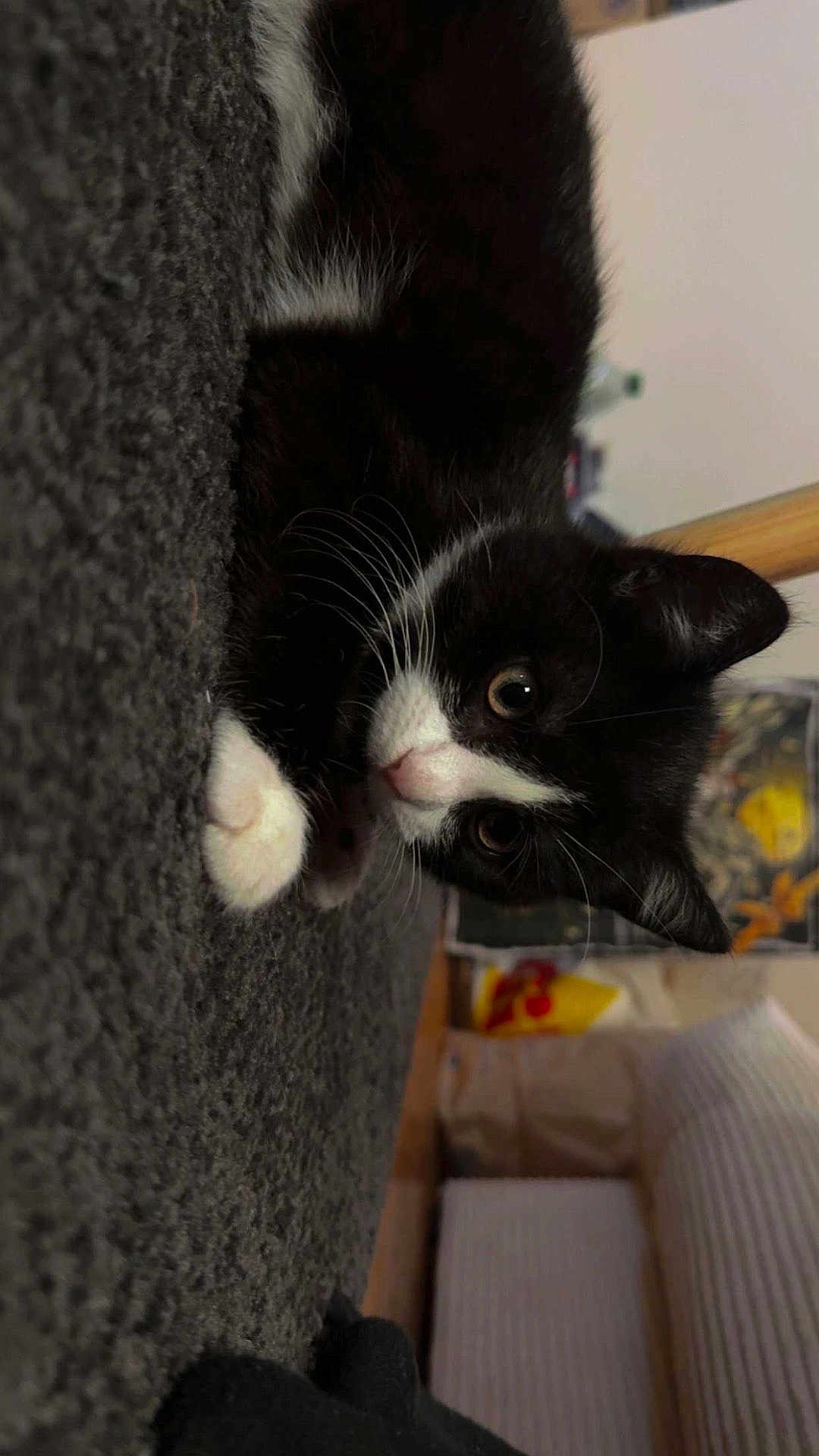 Aiko participe au concours pour gagner de l'argent avec cette photo : kitten, cat, black_and_white, whiskers, indoor, curious, pet, soft_texture, furniture, couch, close_up, animal, face, paw, young, cozy, home, striped, wood, background