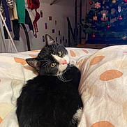 Aiko a rejoint le concours — aidez-le/la à gagner de superbes lots ! cat, black_and_white_cat, bed, blanket, polka_dot, indoor, christmas_tree, ornaments, holiday_decor, furniture, curious, pet, animal, whiskers, soft_light, cozy, relaxing, looking_back, domestic, warm
