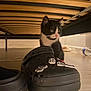 Aiko a rejoint le concours — aidez-le/la à gagner de superbes lots ! kitten, cat, black_and_white, shoe, crocs, floor, water_bottle, under_bed, wooden_bed_frame, curious, pet, indoor, small, animal, close_up, playful, furniture, looking_away, young, cute