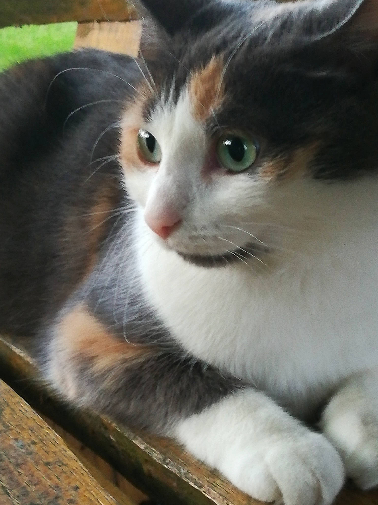 Lizzie participe au concours pour gagner de l'argent avec cette photo : carnivore, cat, domestic_short_haired_cat, eye, felidae, fur, grass, iris, paw, plant, small_to_medium_sized_cats, snout, tail, terrestrial_animal, tree, whiskers, window, wood