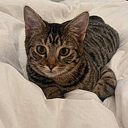 Theo joined the competition — help win amazing prizes! cat, tabby, pet, animal, feline, bed, white_bedspread, striped, cute, indoor, resting, whiskers, ears, eyes, fur, domestic_cat, cozy, relaxed, young_cat, closeup