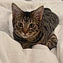 cat, tabby, pet, animal, feline, bed, white_bedspread, striped, cute, indoor, resting, whiskers, ears, eyes, fur, domestic_cat, cozy, relaxed, young_cat, closeup