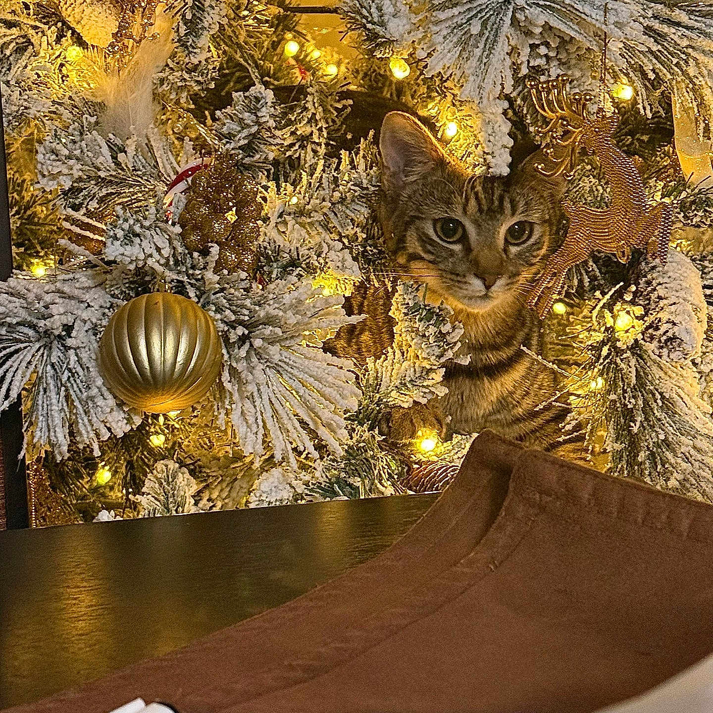 Theo joined the competition — help win amazing prizes! animal, cat, celebration, christmas_wreath, curious, decorative, fairy_lights, festive, festivity, gold_ornament, green_eyes, holiday_decorations, indoor, ornament, pet, pine_cones, seasonal, snowy_branches, tabby_cat, twinkling_lights