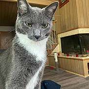 Smokey joined the competition — help win amazing prizes! cat, gray_cat, white_fur, indoor, fireplace, wood_paneling, flooring, flag, mexican_flag, pets, whiskers, ears, feline, animal, domestic_cat, portrait, fur, eyes, house, cozy