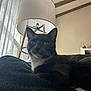 Smokey is registered to the contest to win money with this photo: cat, gray_cat, indoor, lamp, curtains, furniture, relaxed, pet, animal, cozy, window, white_chest, whiskers, ears, face, resting, soft_light, home_decor, shelf, figurines