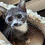 Smokey is registered to the contest to win money with this photo: kitten, cat, gray_cat, white_paws, whiskers, pet, animal, cute, cozy, cat_bed, fur, indoor, close_up, curious, small, young_cat, domestic_cat, soft_texture, resting, feline