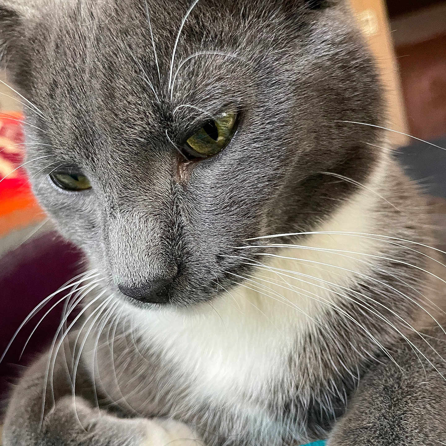 Smokey is registered to the contest to win money with this photo: animal, cat, close_up, cozy, curious, cute, domestic_cat, face, feline, fur, gray_cat, green_eyes, indoor, paw, pet, portrait, relaxed, soft_fur, whiskers, white_fur