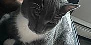 Smokey joined the competition — help win amazing prizes! person, cat, gray_cat, white_cat, couch, pillow, window, indoor, pet, snuggling, cozy, relaxed, closeup, face, fur, whiskers, home, lap, casual, smile