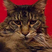 Hercule participe au concours pour gagner de l'argent avec cette photo : american_wirehair, asian, california_spangled, carnivore, cat, domestic_short_haired_cat, dragon_li, egyptian_mau, european_shorthair, felidae, mammal, ocicat, oriental_longhair, pixie_bob, small_to_medium_sized_cats, snout, tabby_cat, toyger, vertebrate, whiskers