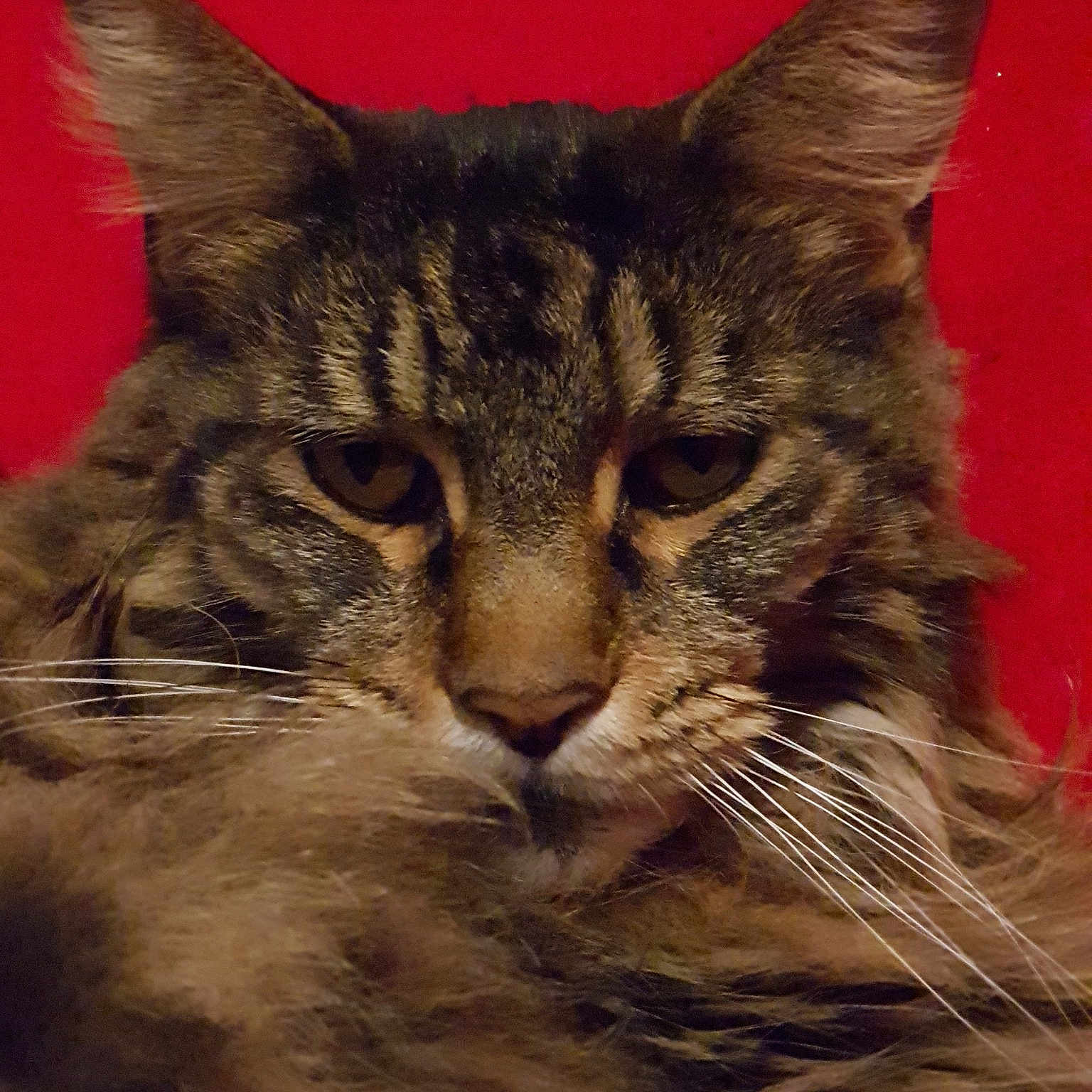 Hercule