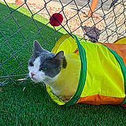 Milo is registered to the contest to win money with this photo: animal, artificial_grass, backyard, black_and_white, cat, chain_link_fence, closeup, colorful, feline, garden, green_eyes, neon, outdoor, pet, play_tunnel, pom_pom, portrait, sitting, toy, tuxedo_cat