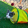 animal, artificial_grass, backyard, black_and_white, cat, chain_link_fence, closeup, colorful, feline, garden, green_eyes, neon, outdoor, pet, play_tunnel, pom_pom, portrait, sitting, toy, tuxedo_cat