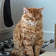 Drakeo joined the competition — help win amazing prizes! cat, orange_tabby, fluffy, sitting, closed_eyes, indoor, pet, feline, fur, meditative, peaceful, litter_box, rug, home, cute, animal, whiskers, ears, tail, relaxed