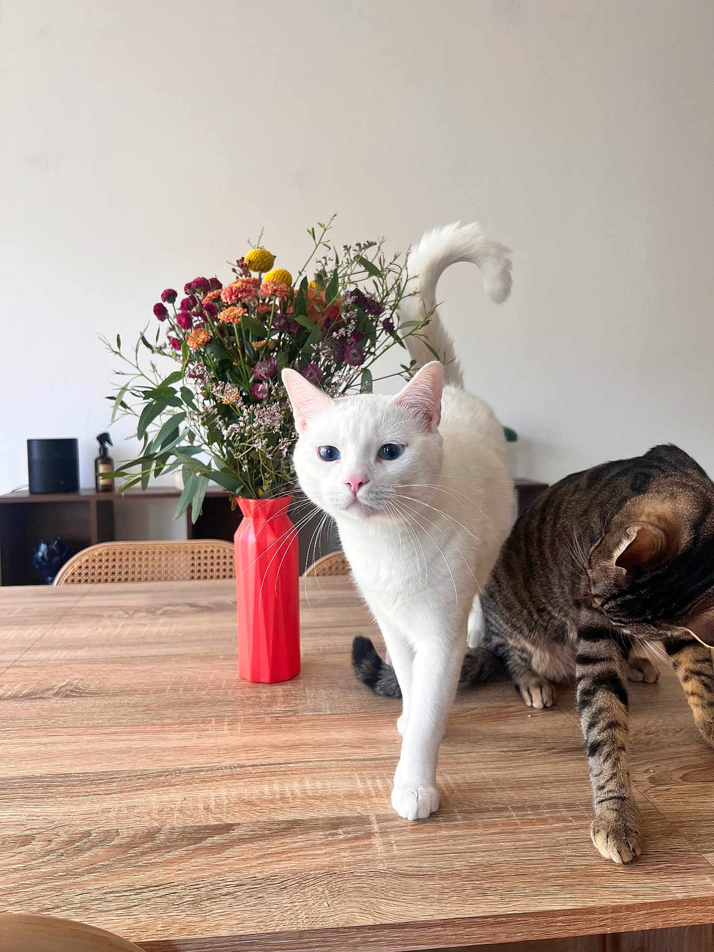Ayla a rejoint le concours — aidez-le/la à gagner de superbes lots ! cat, white_cat, tabby_cat, flowers, vase, wooden_table, indoor, furniture, plant, pet, animal, curious, domestic_animal, floral_arrangement, natural_light, tabletop, home, decor, two_cats, closeup