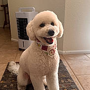 Cielo is registered to the contest to win money with this photo: animal, appliance, bandana, canine, carpet, cute, decor, dog, fluffy, happy, home_interior, indoor, pet, plant, portrait, sitting, smiling, tile_floor, wall, white_fur