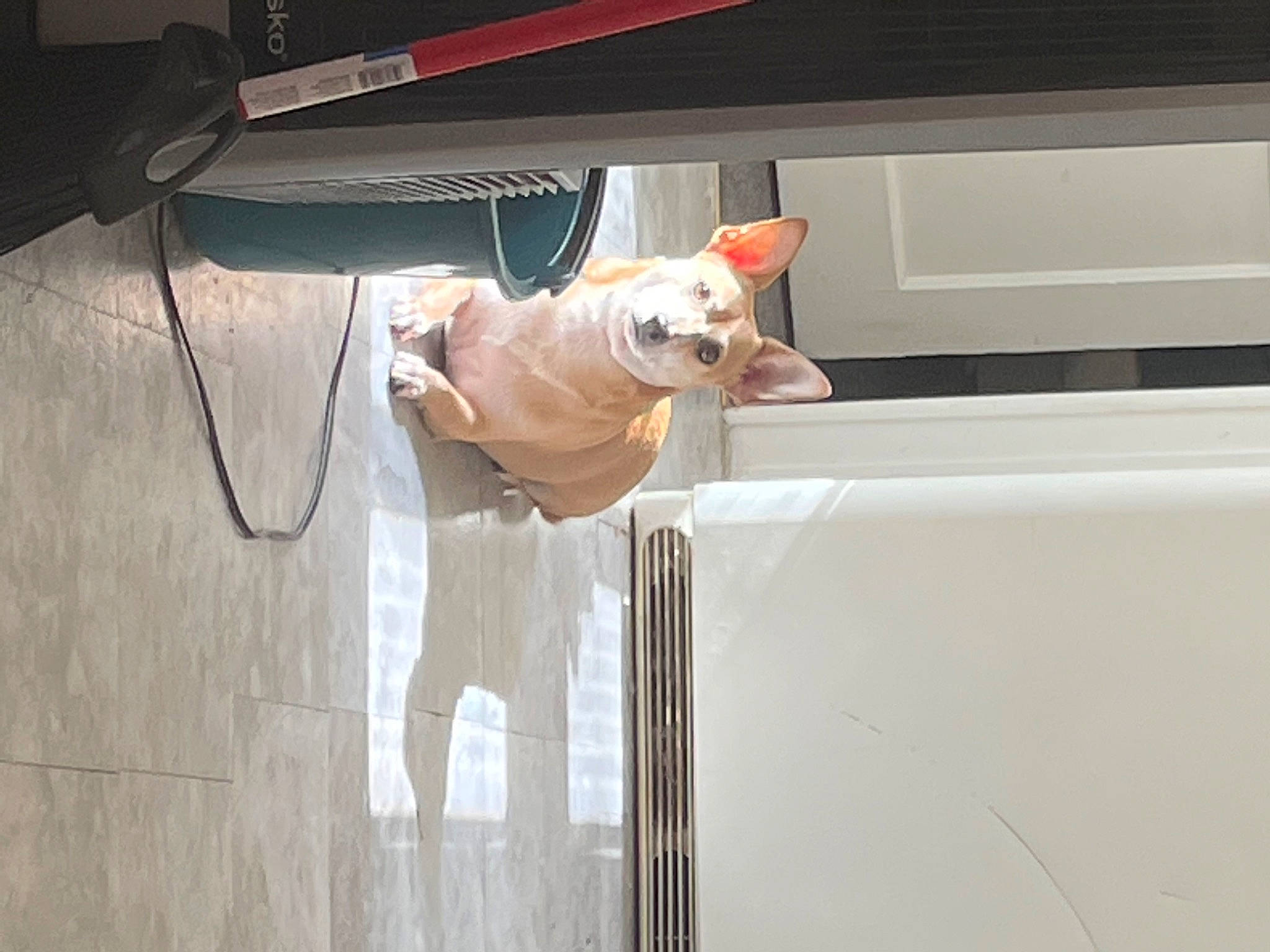 North joined the competition — help win amazing prizes! canidae, carnivore, collar, companion_dog, dog, dog_breed, door, eyewear, fawn, felidae, glasses, leash, non_sporting_group, small_to_medium_sized_cats, snout, sporting_group, sunglasses, tail, vehicle_door, whiskers