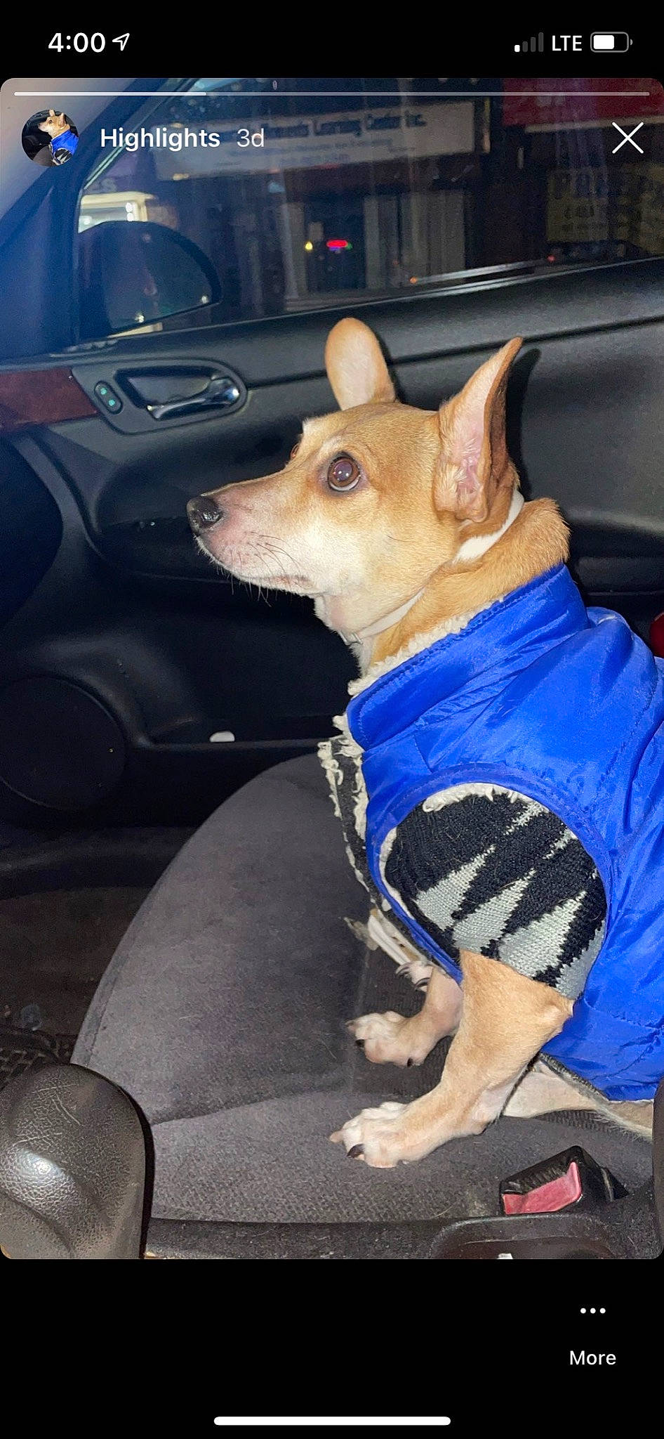 North is registered to the contest to win money with this photo: automotive_exterior, canidae, car_seat, carnivore, collar, companion_dog, dog, dog_breed, dog_clothes, dog_supply, electric_blue, fawn, non_sporting_group, snout, sporting_group, toy_dog, vehicle_door, whiskers, windshield, working_animal