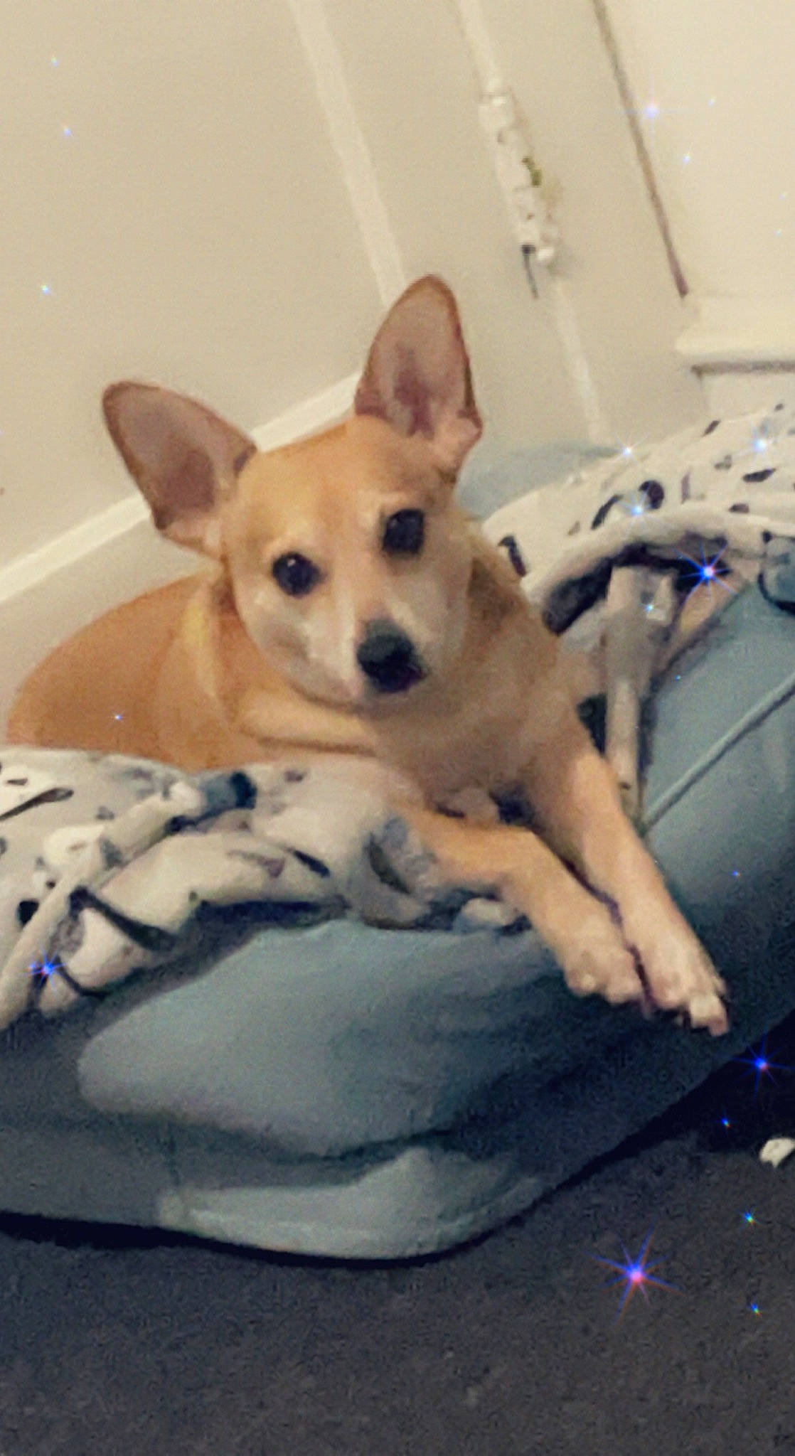 North is registered to the contest to win money with this photo: canidae, carnivore, comfort, companion_dog, dog, dog_breed, dog_supply, fawn, flooring, fur, paw, snout, sporting_group, tail, terrestrial_animal, toy_dog, whiskers, windshield, wood, working_animal